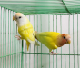 Lovebirds